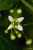 <p>Particolare ingrandito dei piccoli fiori bianco-verdastri e poco appariscenti.<br />Hanno 4 petali e 4 <a href=glos_bot.php?v=stame>stami</a> disposti a quadrato e un <a href=glos_bot.php?v=pistillo>pistillo</a> centrale.</p>