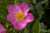 <p>I fiori sono generalmente solitari (a volte abbinati), grandi 5-9 cm, con 5 petali di colore roseo o roseo-porporino.</p>