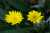 <p>I <a href=glos_bot.php?v=capolino>capolini</a> solitari sono composti da fiori <a href=glos_bot.php?v=ligulato>ligulati</a> di colore giallo chiaro.</p>