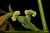 <p>Ingrandimento dei fiori femminili: i grossi <a href=glos_bot.php?v=stimma>stimmi</a> frastagliati sono pronti a catturare il polline trasportato dal vento.</p>