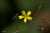 <p>I <a href=glos_bot.php?v=capolino>capolini</a> sono composti da 5 fiori <a href=glos_bot.php?v=ligulato>ligulati</a> gialli del diametro di circa 1 cm.</p>