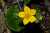<p>I fiori hanno la <a href=glos_bot.php?v=corolla>corolla</a> giallo-oro lucente con al centro numerosi <a href=glos_bot.php?v=stame>stami</a>.</p>