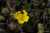 <p>La <a href=glos_bot.php?v=corolla>corolla</a> del diametro di 1-2 cm è composta da 5 petali cuoriformi. Un piccolo coleottero ha fatto visita al fiore.</p>
