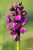 <p>L’<a href=glos_bot.php?v=infiorescenza>infiorescenza</a> è tozza, abbastanza densa, con fiori di colore variabile dal violetto al porpora.</p>