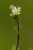 <p>I fiori sono composti da 5 petali bianchi lunghi circa quanto il <a href=glos_bot.php?v=calice>calice</a>, divisi nella parte apicale in due lobi.</p>