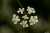<p>I piccoli fiori bianchi (1-3 mm) hanno la <a href=glos_bot.php?v=corolla>corolla</a> formata da 5 petali di diversa grandezza: gli esterni più grandi e gli interni ridotti.</p>