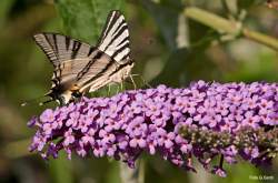 Foto di Buddleja, Albero delle farfalle