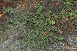 Foto di Euphorbia macchiata