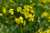 <p>I fiori hanno 4 petali gialli <a href=glos_bot.php?v=spatolato>spatolati</a>.</p>
