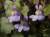 <p>Ingrandimento dei piccoli fiori: le venatura violacee e la macchia gialla sono evidenti indicatori alla "via del nettare".</p>