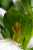 <p>Particolare degli stami.</p>