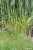 <p>Il gruppo di piante nel loro <a href=glos_bot.php?v=habitat>habitat</a>.</p>