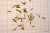 <p>I frutti sono <a href=glos_bot.php?v=otricello>otricelli</a> <a href=glos_bot.php?v=glabro>glabri</a>, ellittici, trigoni, costolati, verde-giallastri, affusolti in un lungo <a href=glos_bot.php?v=becco>becco</a> profondamente diviso in 2 denti all'apice.</p>