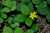 <p>I fiori sono provvisti di un doppio <a href=glos_bot.php?v=calice>calice</a>: quello subito sotto ai petali che alla fruttificazione si appressa al frutto e quello esterno (epicalice) che ha <a href=glos_bot.php?v=sepali>sepali</a> tridentati e <a href=glos_bot.php?v=patente>patenti</a>.</p>