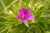 <p>I fiori sono piccoli (4-5 mm), rosei, con 5 petali <a href=glos_bot.php?v=bi>bi</a>lobati.</p>