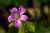 <p>I fiori hanno 5 petali rosa-liliacino venati di viola.</p>