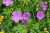 <p>I fiori sono grandi e solitari con <a href=glos_bot.php?v=corolla>corolla</a> rosa-liliacina a 5 petali leggermente lobati all’apice.</p>