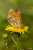 <p>L'<a href=glos_bot.php?v=involucro>involucro</a> è formato da squame con appendice ripiegata.<br />La farfalla che visita il fiore è <em>Melitaea phoebe</em> Denis & Schiffermüller, 1775.</p>