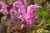 <p>I fiori sono <a href=glos_bot.php?v=bilabiato>bilabiati</a> ed hanno il labbro superiore a cappuccio di color rosa-liliacino e il labbro inferiore <a href=glos_bot.php?v=bi>bi</a>lobato chiaro con macchie purpuree.</p>