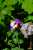 <p>I fiori visitati dalla farfalla <em>Anthocharis cardamines</em> (Linnaeus, 1758).</p>