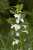<p>I fiori in versione "bianco".</p>