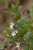 <p>I fiori sono riuniti in fascetti di 2-4 all'<a href=glos_bot.php?v=ascella>ascella</a> delle foglie superiori e sono rivolti verso un unico lato del fusto (unilaterali).</p>