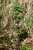<p>La pianta nel suo <a href=glos_bot.php?v=habitat>habitat</a>.</p>