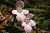 <p>La <a href=glos_bot.php?v=corolla>corolla</a> <a href=glos_bot.php?v=bilabiato>bilabiata</a> può assumere diverse colorazioni dal bianco al rosa porpora.</p>