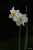 <p>I bellissimi e profumatissimi fiori bianchi ci ricordano l'ormai scomparso (almeno da noi) <em>Narcissus poeticus</em>.</p>