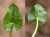 <p>Le foglie basali hanno un lungo picciolo, <a href=glos_bot.php?v=lamina>lamina</a> lucida e grassetta, di forma ovale con base cuoriforme e margine <a href=glos_bot.php?v=crenato>crenato</a>.</p>