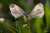 <p>Un pranzo in compagnia.<br />Le farfalle sono <em>Leptidea sinapis</em> (Linnaeus 1758).</p>