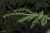 <p>Le <a href=glos_bot.php?v=infiorescenza>infiorescenze</a> maschili, visibili nella foto, sono piccoli <a href=glos_bot.php?v=cono>coni</a> gialli di 6-8 mm che si trovano in gran numero sulla parte inferiore del rametto, tra le foglie.</p>