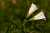 <p>I fiori sono bianchi e campanulati, isolati all'<a href=glos_bot.php?v=ascella>ascella</a> delle foglie mediane su lunghi <a href=glos_bot.php?v=peduncolo>peduncoli</a>.</p>