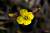 <p>I fiori hanno 4 petali <a href=glos_bot.php?v=obovato>obovati</a> di color giallo limone.</p>