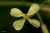<p>I fiori hanno 4 petali <a href=glos_bot.php?v=spatolato>spatolati</a> di color giallo chiaro.</p>