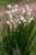 <p>Aspetto delle lunghe foglie che fasciano il fusto.</p>