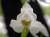 <p>Particolare del fiore visitato da un afide.<br />Il <a href=glos_bot.php?v=labello>labello</a> è corto, concavo con lobi laterali triangolari, seminascosto dai <a href=glos_bot.php?v=tepali>tepali</a> esterni più lunghi ed appuntiti, con una piccola macchia aranciata alla fauce.</p>