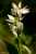 <p>In genere i fiori non si aprono completamente.</p>