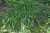 <p>Un cespuglio al margine del bosco.</p>