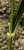 <p>La <a href=glos_bot.php?v=guaina>guaina</a> è <a href=glos_bot.php?v=glabro>glabra</a>; sul lato opposto della <a href=glos_bot.php?v=ligula>ligula</a> è presente un'antiligula acuta e lunga 2-3 mm.</p>