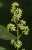 <p>I fiori sono riuniti in <a href=glos_bot.php?v=pannocchia>pannocchie</a> terminali riccamente ramificate, lunghe 10-20 cm.</p>