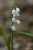 <p>I fiori pendono da un solo lato su uno <a href=glos_bot.php?v=scapo>scapo</a> incurvato.</p>