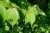 <p>Le foglie sono <a href=glos_bot.php?v=opposte>opposte</a>, picciolate, a <a href=glos_bot.php?v=lamina>lamina</a> ellittica,  di colore verde chiaro, con <a href=glos_bot.php?v=nervatura>nervature</a> arcuate che convergono verso la punta.</p>