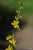 <p>La <a href=glos_bot.php?v=corolla>corolla</a> è formata da 5 petali, la base del fiore è circondata da una piccola corona di peli uncinati e duri che servono per facilitare la dispersione del frutto.</p>