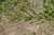 <p>I <strong>frutti</strong> sono <a href=glos_bot.php?v=siliqua>silique</a> di circa 2 cm portati da peduncoli eretto-<a href=glos_bot.php?v=patente>patenti</a>.</p>