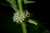<p>I fiori sono piccolissimi, riuniti in glomeruli <a href=glos_bot.php?v=verticillo>verticillati</a> all'<a href=glos_bot.php?v=ascella>ascella</a> delle foglie. </p>