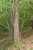 <p>Il tronco di un esemplare particolarmente vigoroso, alto circa 12-13 m.</p>