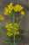 <p>Le <a href=glos_bot.php?v=infiorescenza>infiorescenze</a> sono composte da fiori gialli con 4 petali <a href=glos_bot.php?v=spatolato>spatolati</a>.</p>
