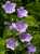 <p>I fiori di color azzurro-liliacino, sono grossi 3-4 cm, disposti in <a href=glos_bot.php?v=racemo>racemi</a> allungati.</p>