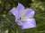 <p>Il fiore visto da vicino: da notare i 3 <a href=glos_bot.php?v=stimma>stimmi</a> carichi di polline ed il piccolo visitatore nella fauce.</p>